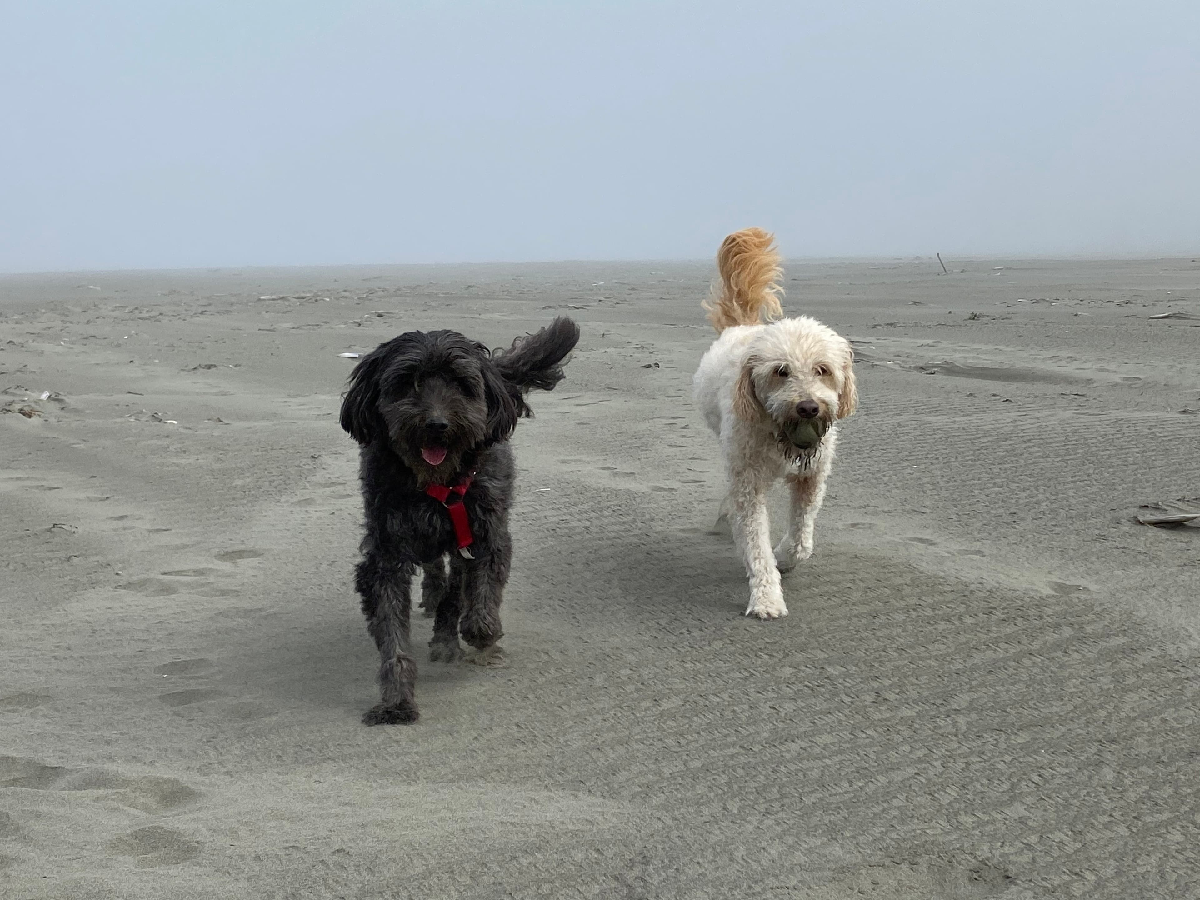 Dog playing