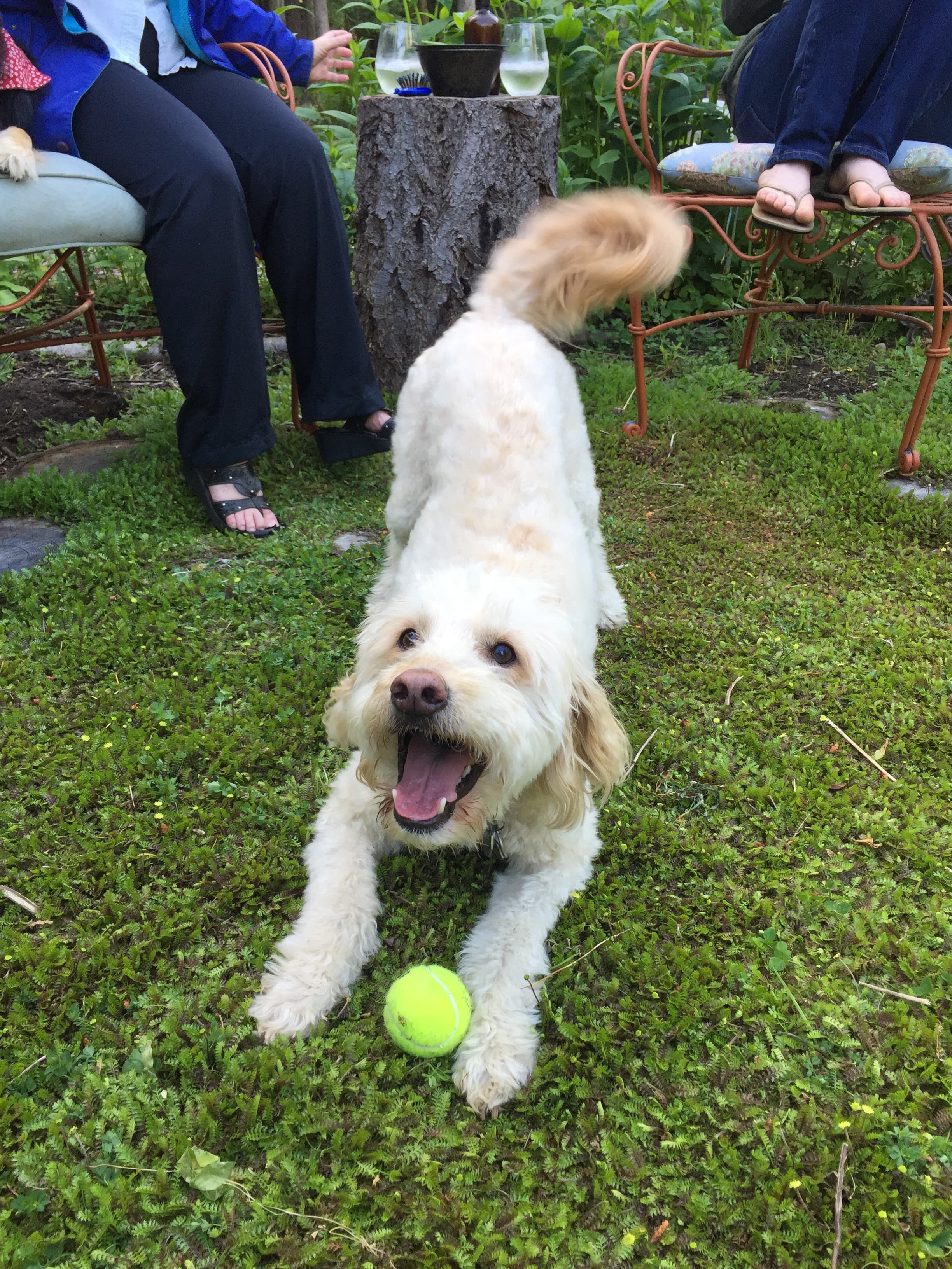 Dog receiving caring attention