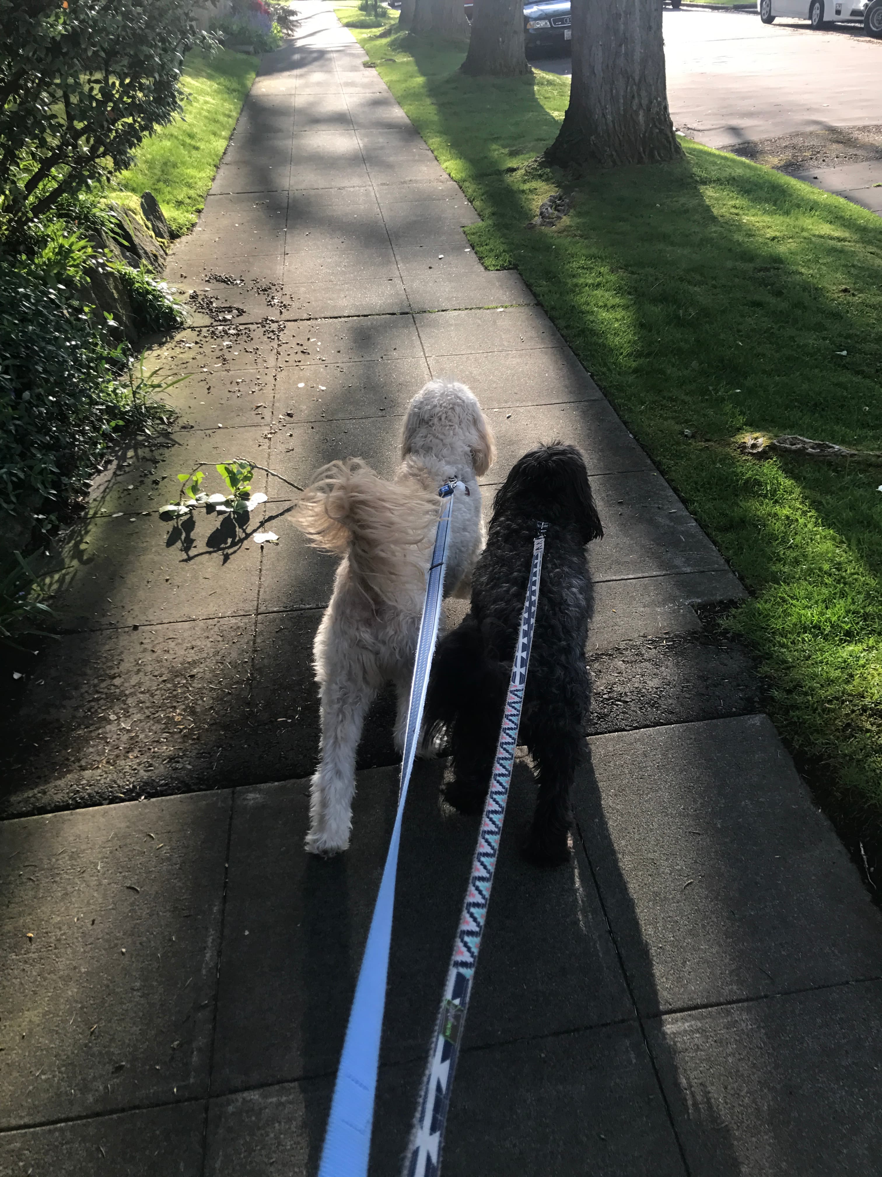 Dogs enjoying their day