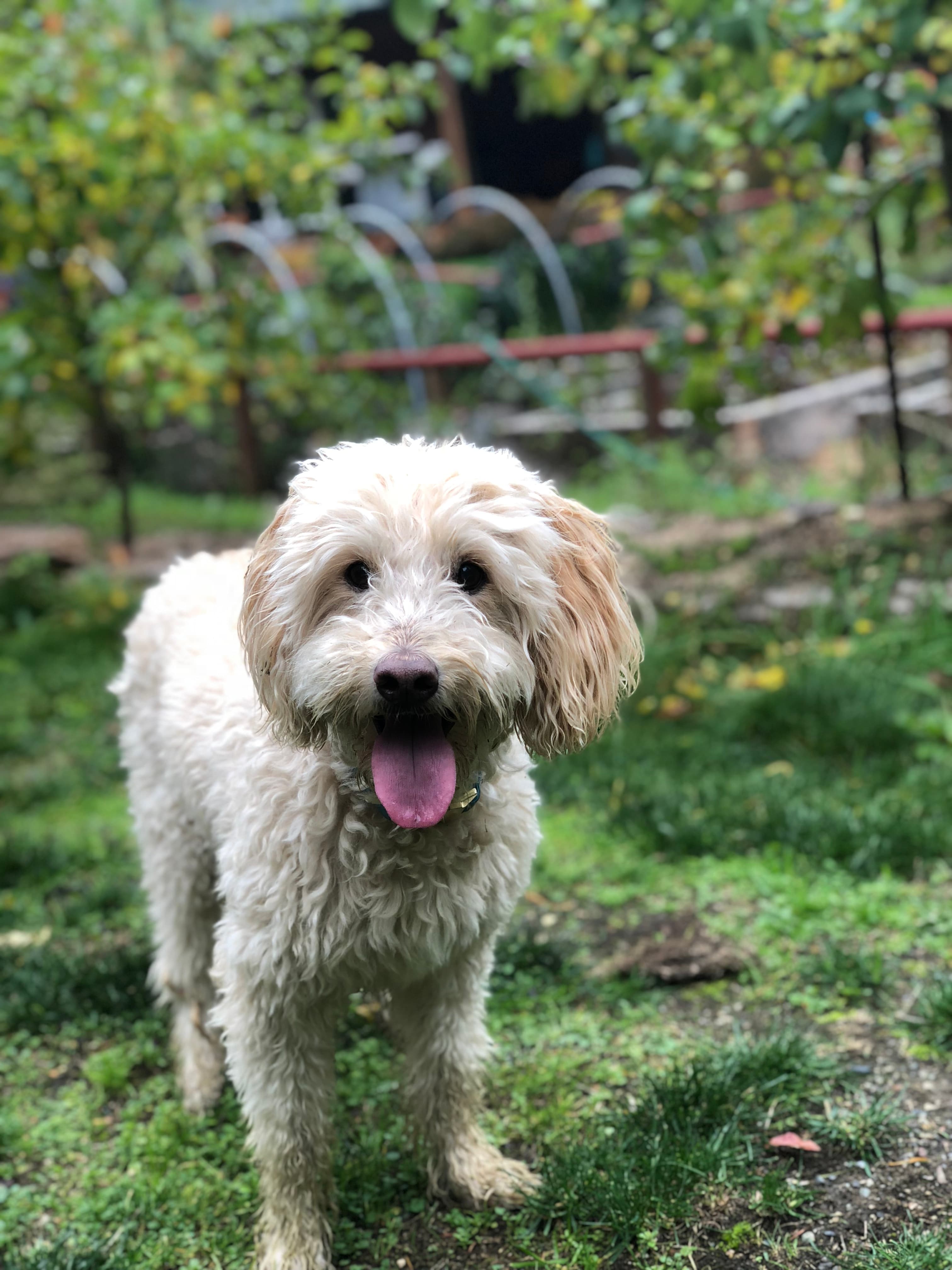 Senior dog getting special attention