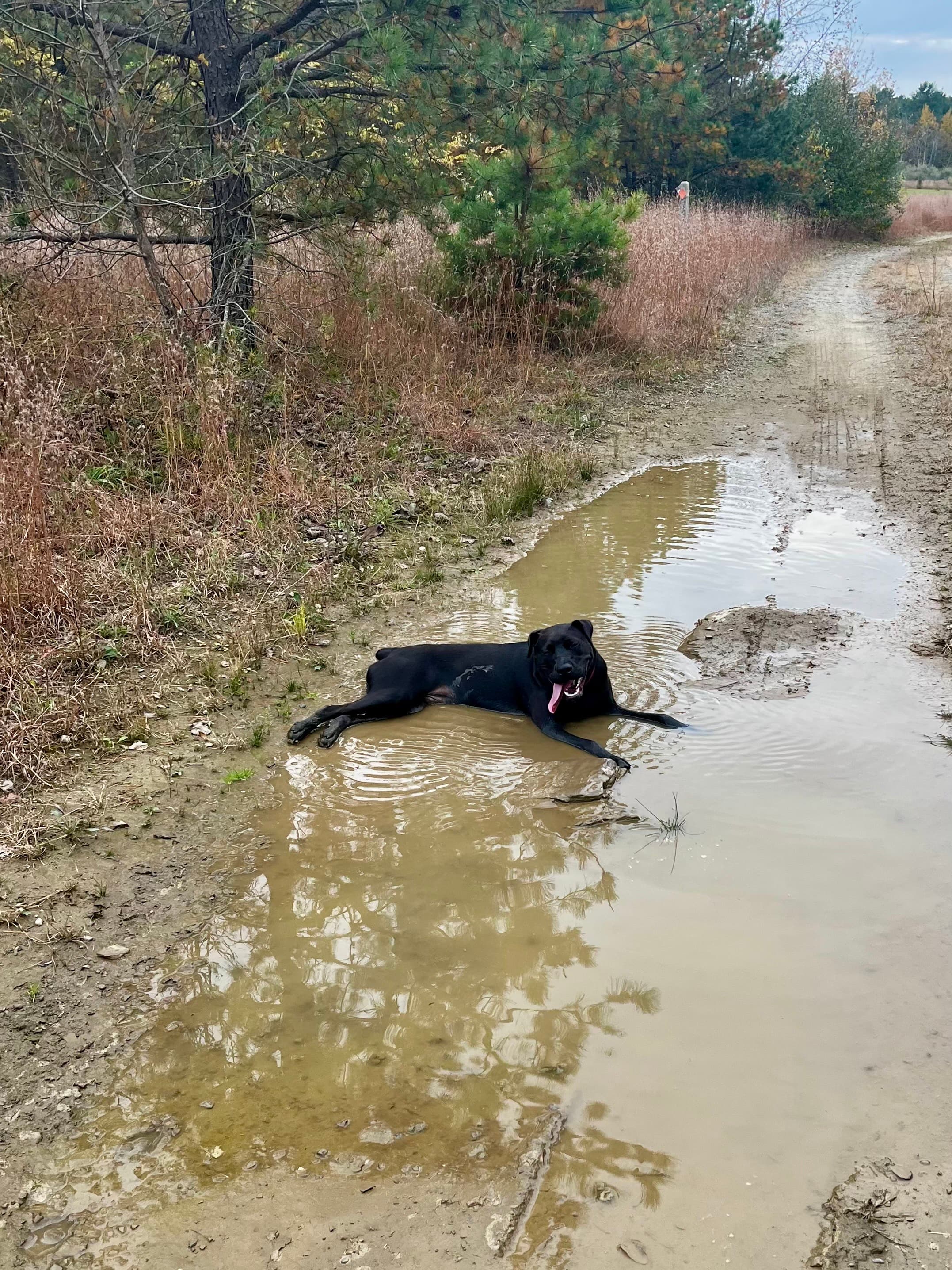 Dog on an adventure walk