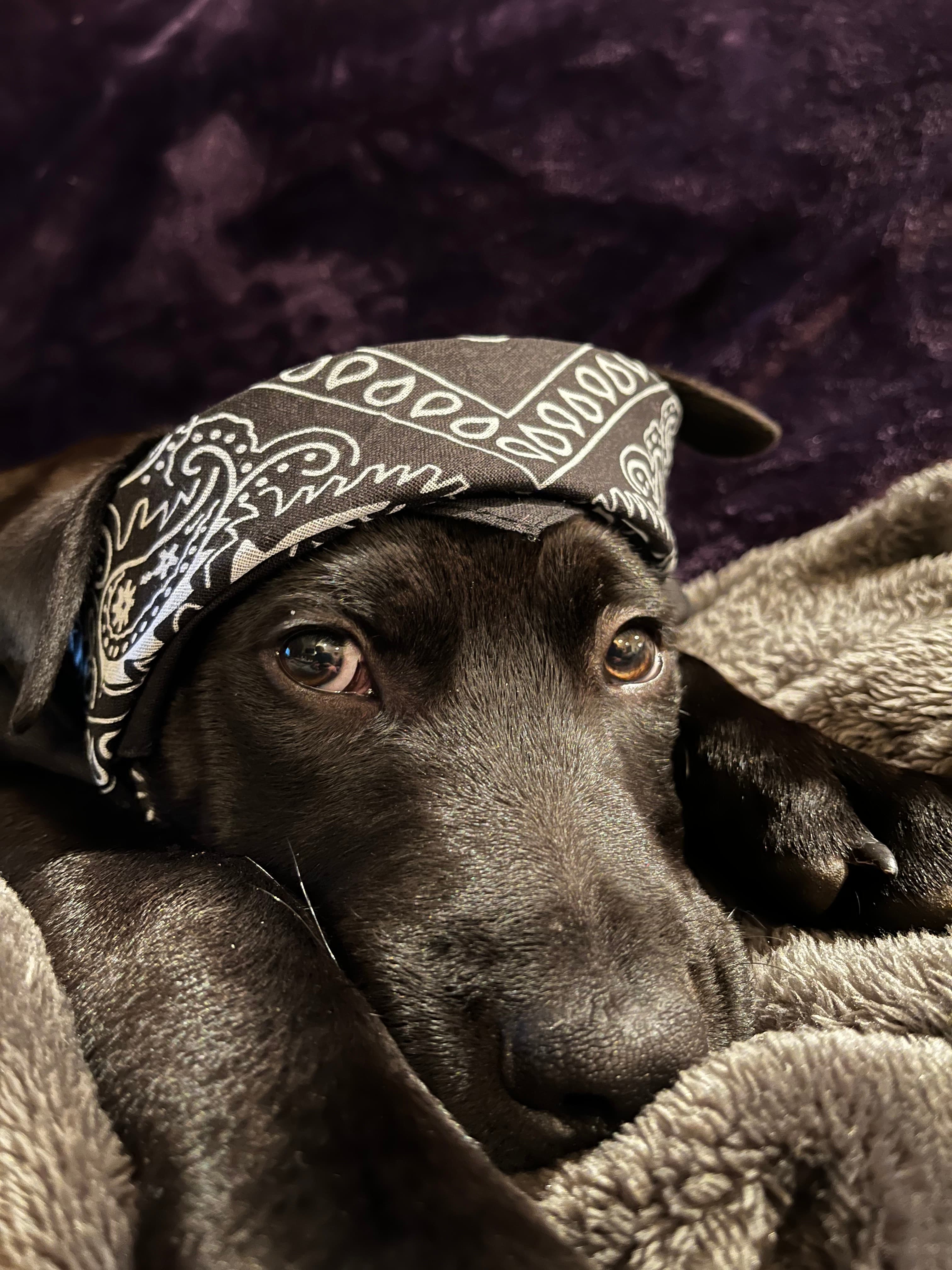 Dog relaxing in boarding facility