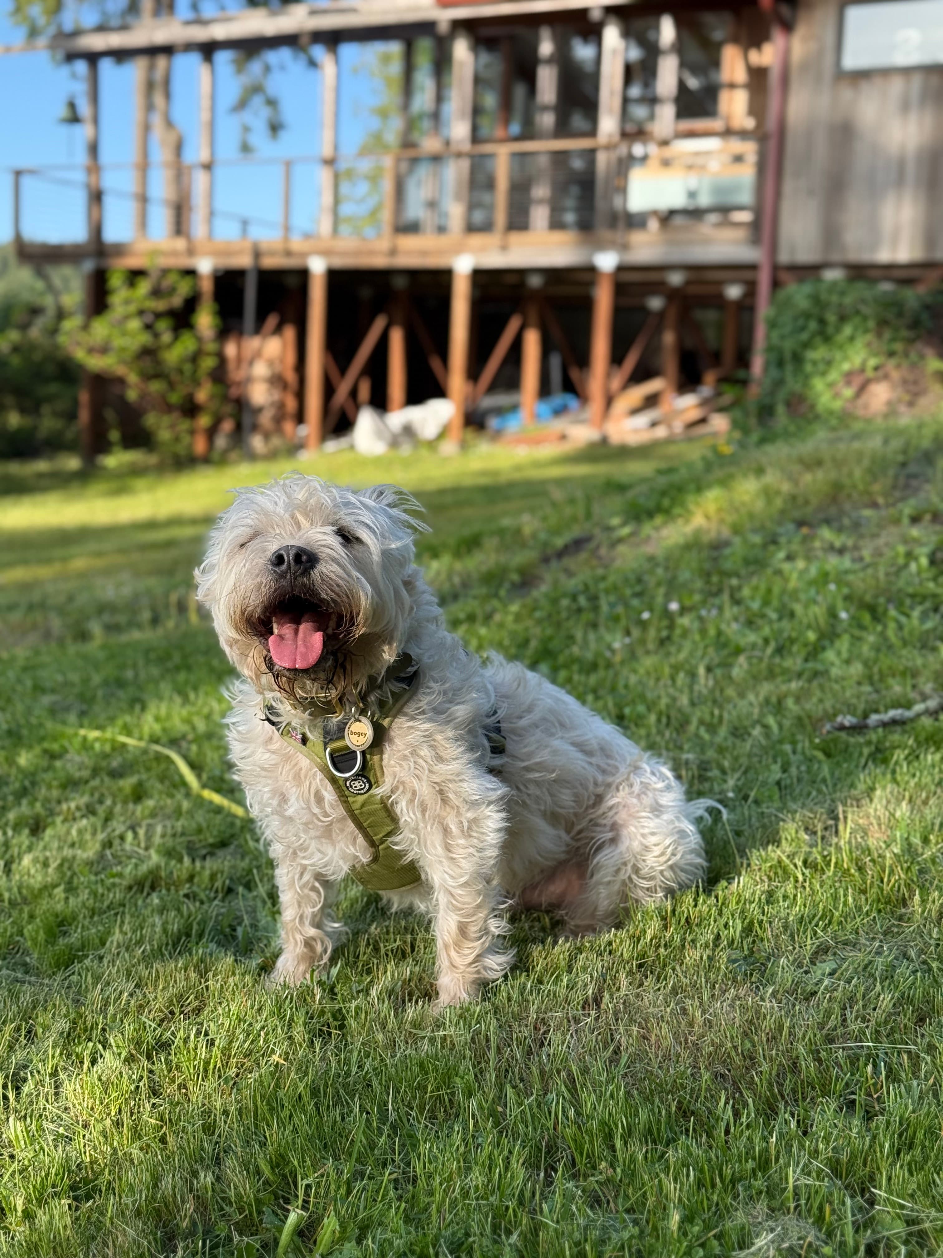 Dog enjoying outdoors