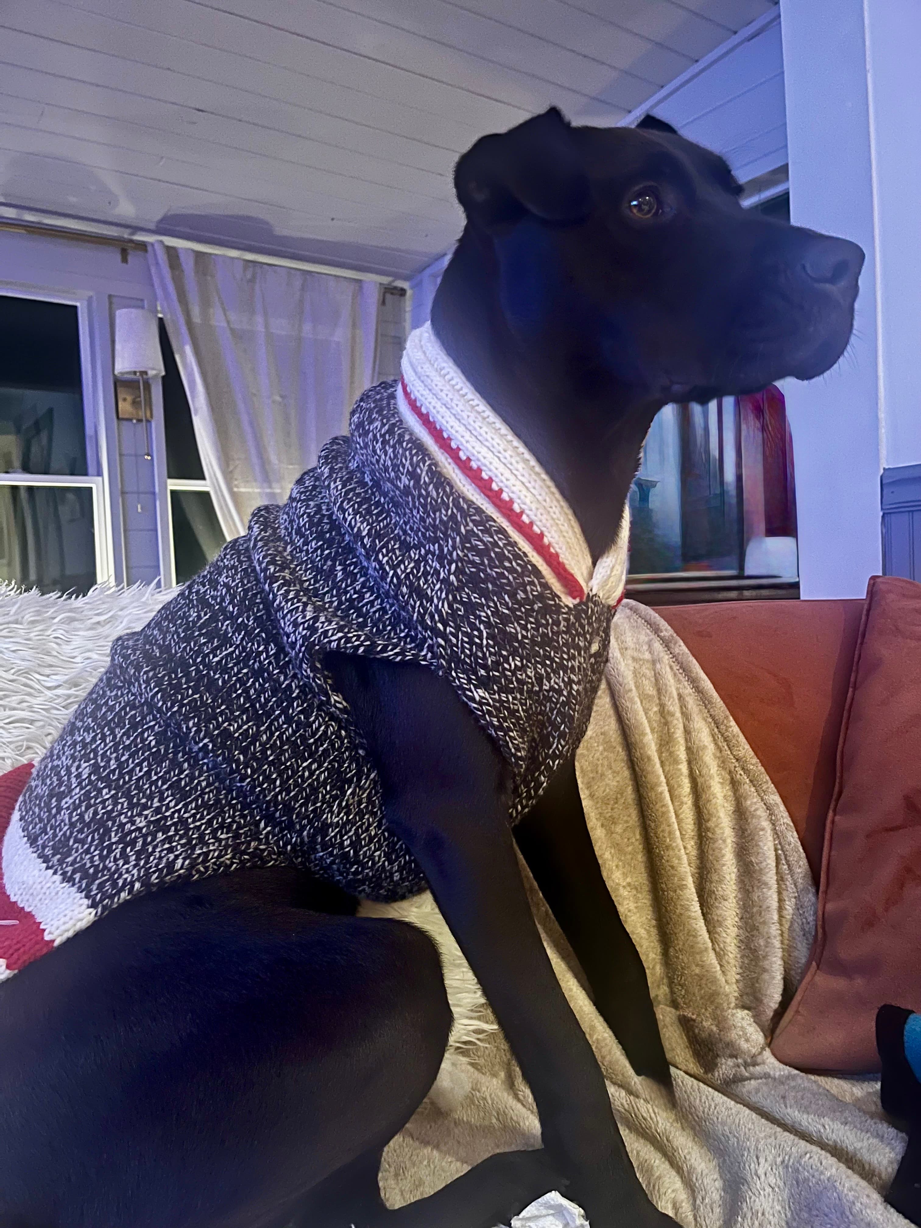 Happy dog moment